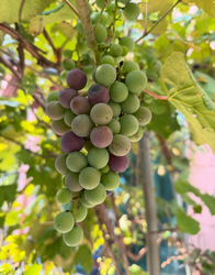 Grapes